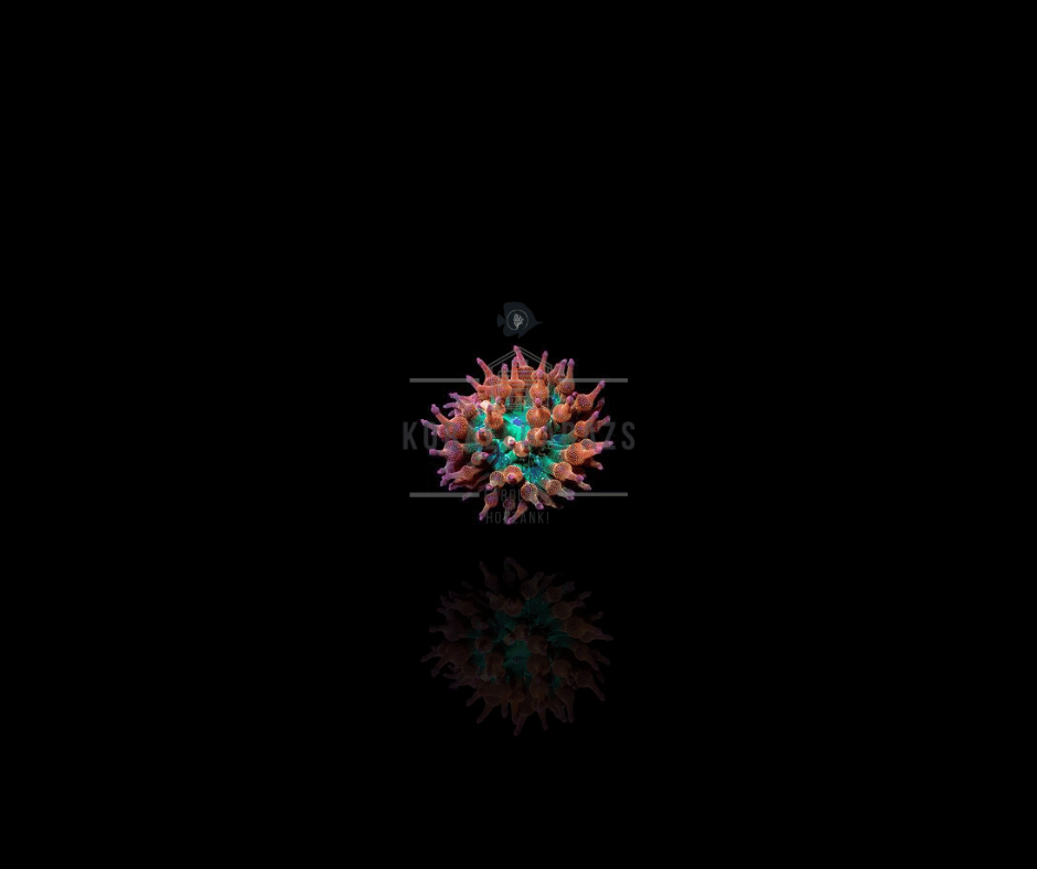 Anemonák